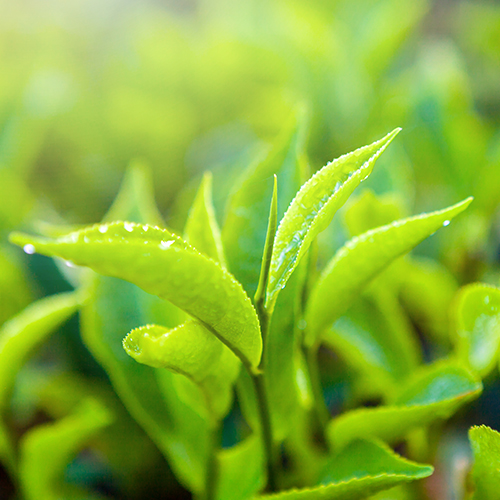 Mood Life Tea , Mood Life Tea , Kategori , Yeşil Çaylar